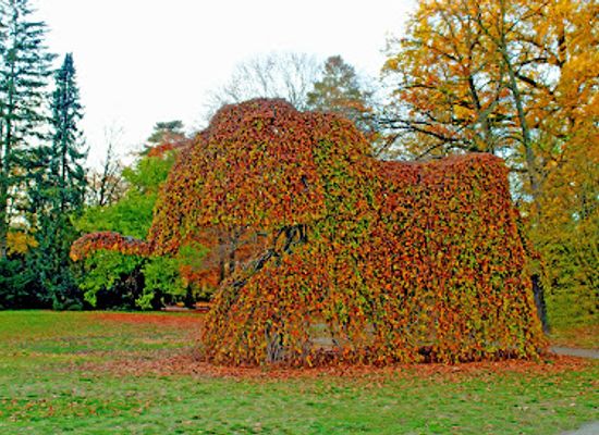 germany/potsdam/attraction/elefantenbaum