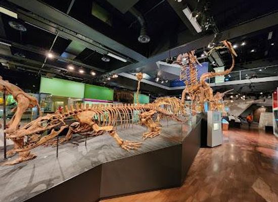 australia/melbourne/attraction/melbourne-museum