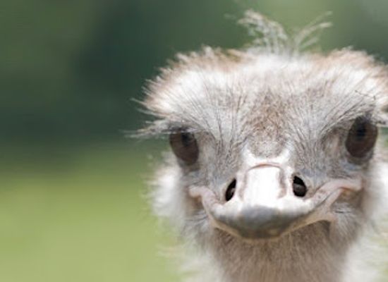 estonia/estonian-islands/attraction/muhu-ostrich-farm