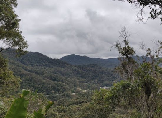 madagascar/ranomafana-national-park/attraction/nocturnal-species-feeding-station