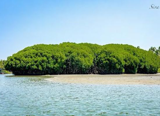 india/kozhikode/attraction/kadalundi-bird-sanctuary
