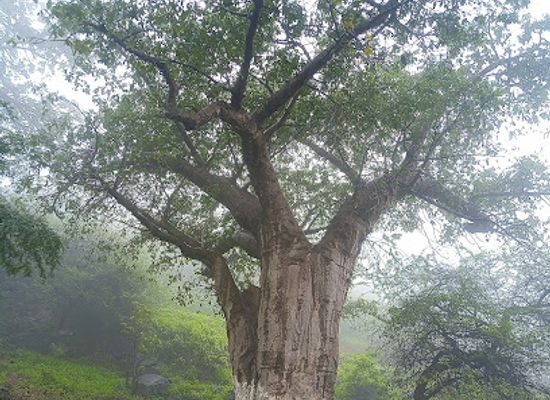 oman/mirbat/attraction/baobab-pool