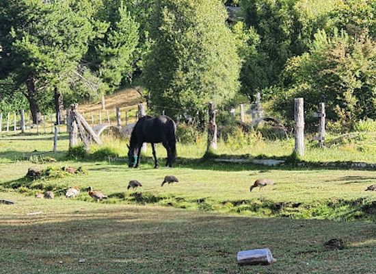 argentina/villa-la-angostura/attraction/chacra-39