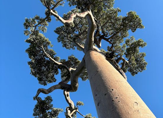 madagascar/melaky/attraction/baobab-elephant