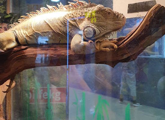 kyrgyzstan/tokmok/attraction/mini-zoopark-zhivaya-ekzotika-ekspozitsiya-zateryannyy-mir