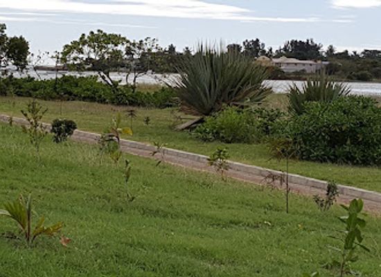 mauritius/pamplemousses-botanical-garden/attraction/rivulet-terre-rouge-estuary-bird-sanctuary