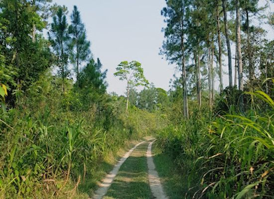 belize/punta-gorda/attraction/deep-river-forest-reserve