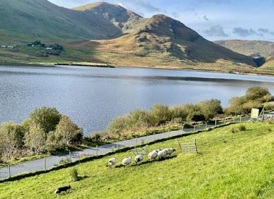 ireland/county-galway/attraction/joyce-country-sheepdogs