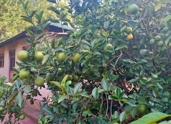 uganda/arua/attraction/curube-hill