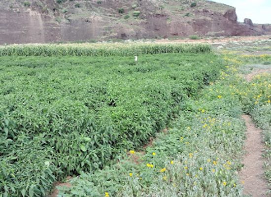 ethiopia/awash-national-park/attraction/fami-dae-farm