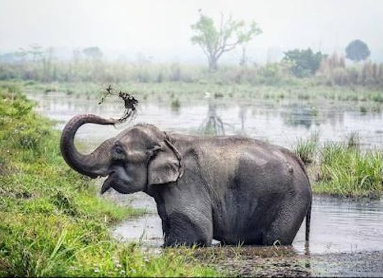 nepal/bandipur/attraction/chitwan-national-park
