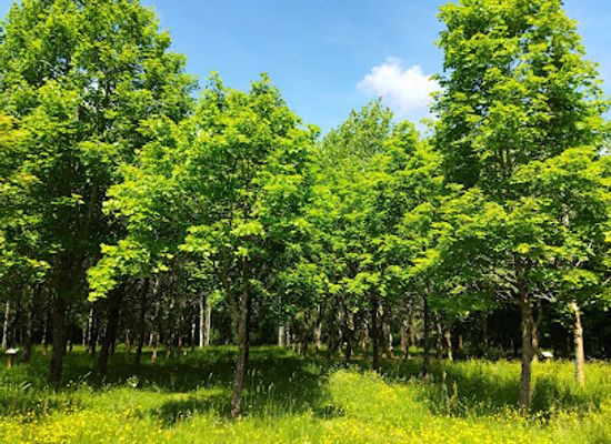 belgium/arlon/attraction/arboretum-de-frassem