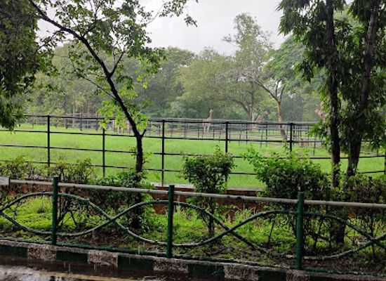 india/mysore/attraction/giraffe-view-point