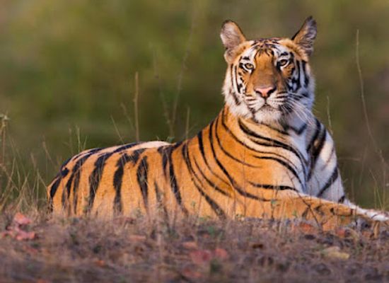 nepal/chitwan-national-park/attraction/tiger-sighting-place