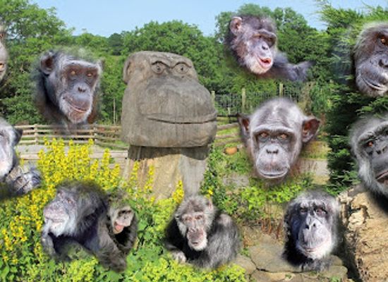 united-kingdom/wales/attraction/wales-ape-monkey-sanctuary