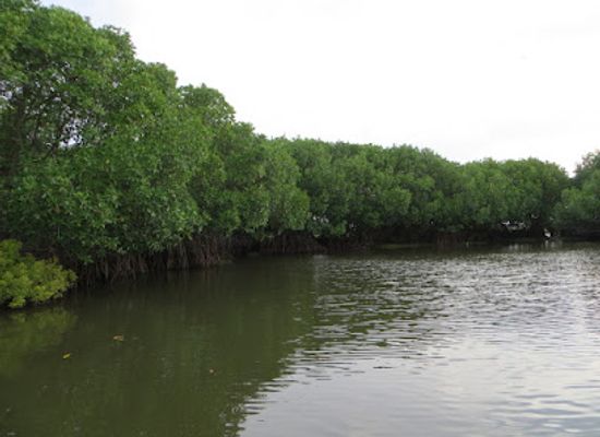 sri-lanka/ampara-district/attraction/lagoon-safari-pottuvil