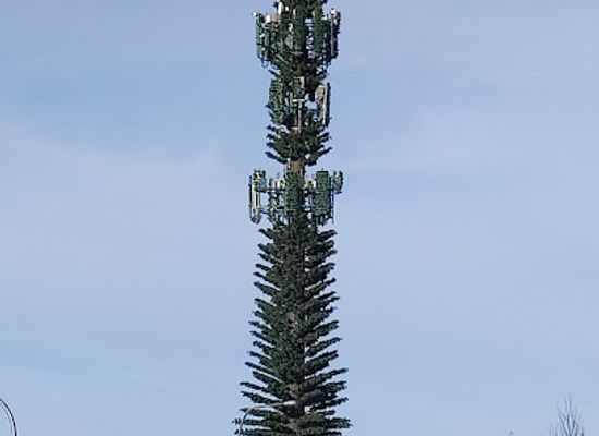 washington/puget-sound/attraction/the-tree