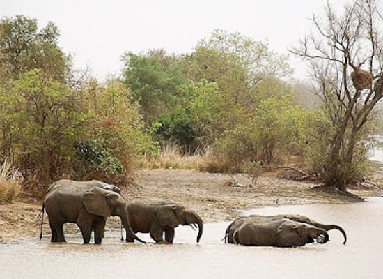 benin/comoe-national-park/attraction/pendjari-national-park