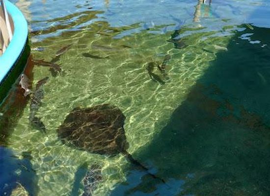alabama/orange-beach/attraction/alabama-aquarium-at-the-dauphin-island-sea-lab