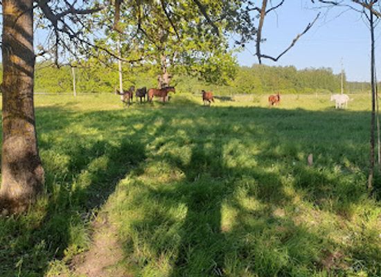 latvia/teici-nature-reserve/attraction/adventureride-ltd