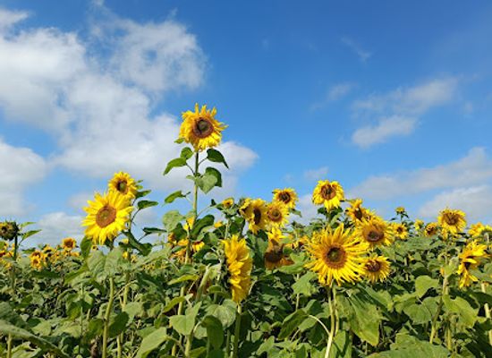 ireland/county-meath/attraction/meath-sunflower-farm