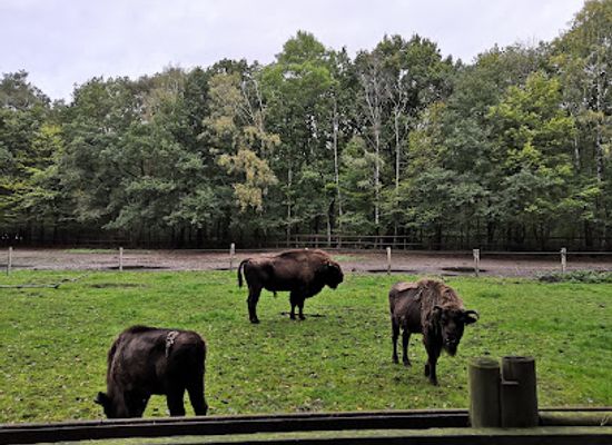 germany/holstein/attraction/neumunster-zoo