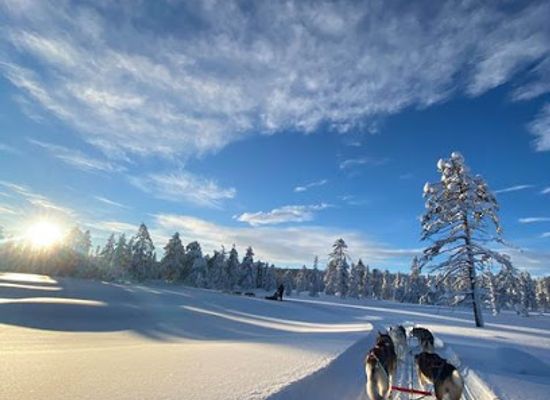 norway/hedmark/attraction/hundekjoring-hedmarksvidda-husky-a-s