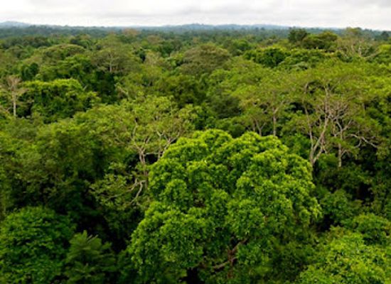 brazil/amazon-rainforest/attraction/parque-nacional-da-amazonia