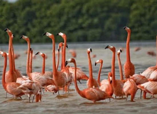 ethiopia/sidama-region/attraction/haroo-cittuu-lake-chitu