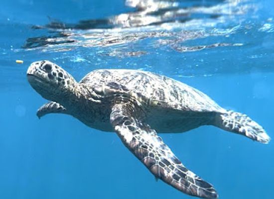 samoa/gaga-ifomauga/attraction/dive-savaii