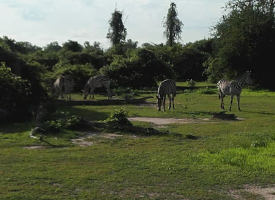 zambia/chipata/attraction/south-luangwa-national-park