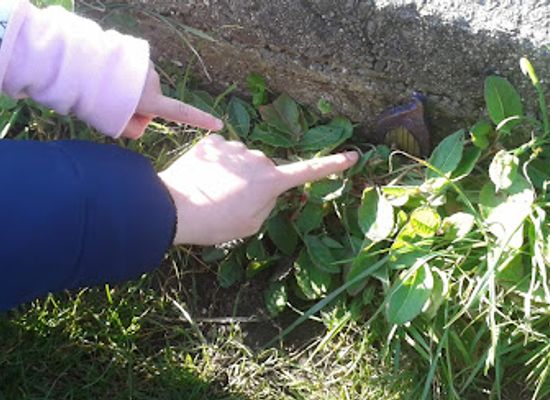 guernsey/st-martin/attraction/guernsey-fairy-trail