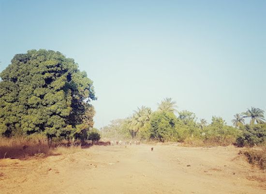 senegal/ziguinchor/attraction/parc-national-de-basse-casamance