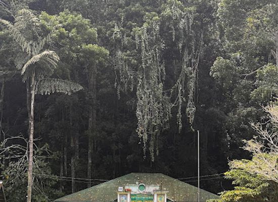 philippines/central-visayas/attraction/raja-sikatuna-national-park