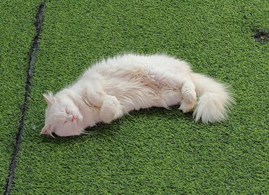 malaysia/cameron-highlands/attraction/cat-house-cameron-highlands