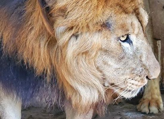 mauritius/black-river/attraction/jamaica-zoo