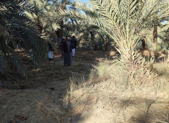 egypt/siwa-oasis/attraction/ghalyat