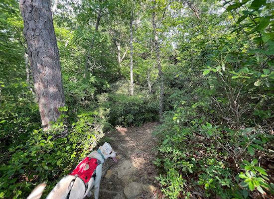 kentucky/red-river-gorge-geological-area/attraction/hidden-arch-trailhead