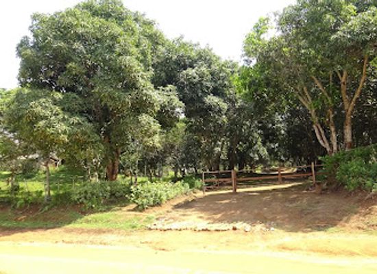 cameroon/bafia/attraction/save-africa
