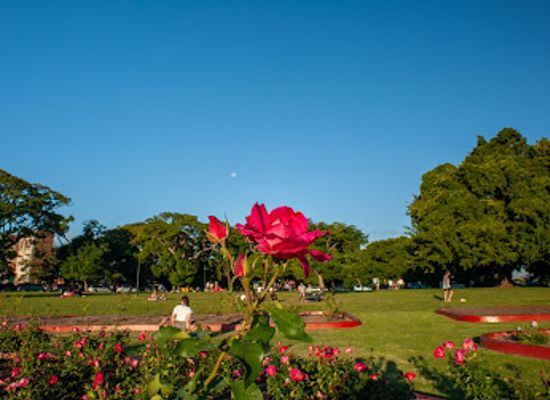 australia/brisbane/new-farm/attraction/new-farm-park-rotunda