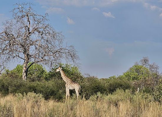 botswana/okavango-delta/attraction/selinda-game-reserve-private-ng-16