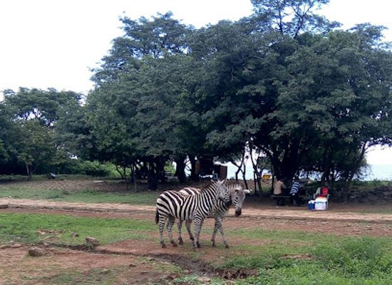 kenya/lake-victoria/attraction/kws-kisumu-impala-sanctuary
