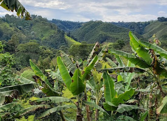 colombia/coffee-axis/attraction/coffee-tour-luger