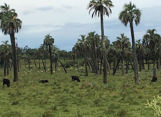 uruguay/valizas/attraction/palmares-de-rocha