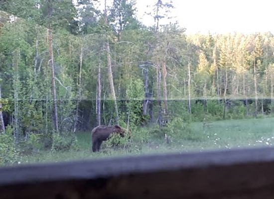 sweden/norrland/attraction/wildlife-experience-sweden