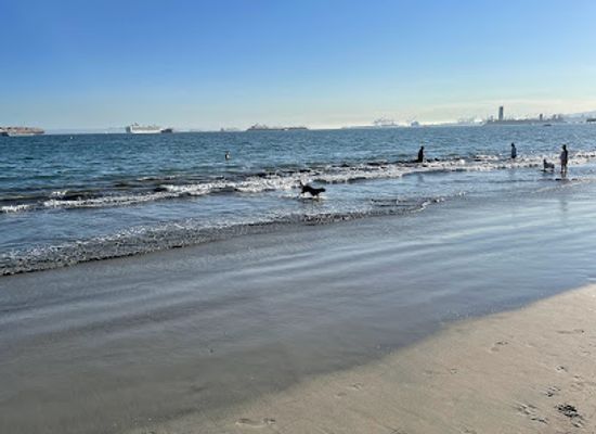 california/long-beach/belmont-shore/attraction/rosie-s-dog-beach