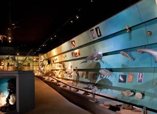 italy/verona/attraction/museo-di-storia-naturale