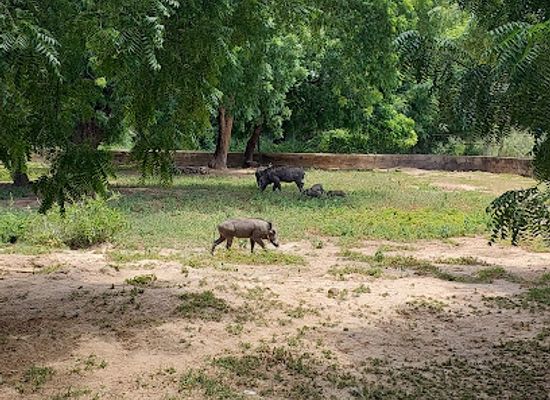 nigeria/maiduguri/attraction/sanda-kyarimi-park