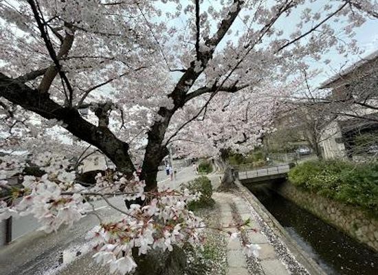 japan/kinki-kansai/attraction/philosopher-s-path