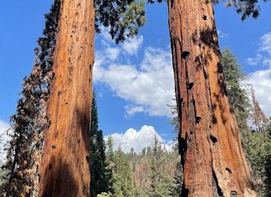 california/sequoia-national-park/attraction/sequoia-kings-canyon-national-parks